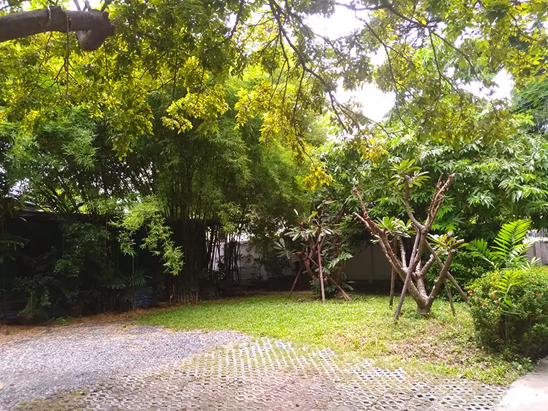 trees in the cafe