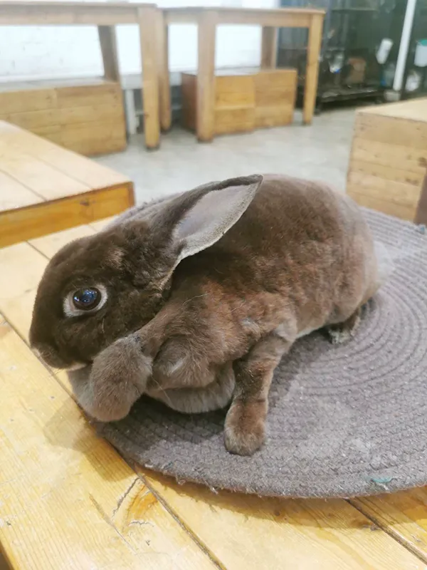 cute rabbit