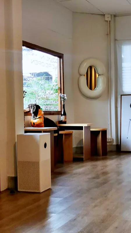 a dachshund by the window