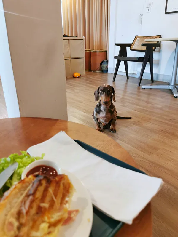 a Dachshund attracted to the smell of cheese